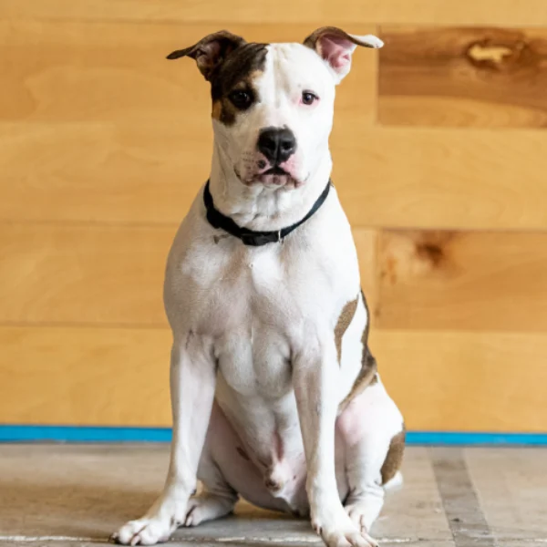 Samson, Head of Human Resources at CrossFit Sabal Park in Tampa, FL